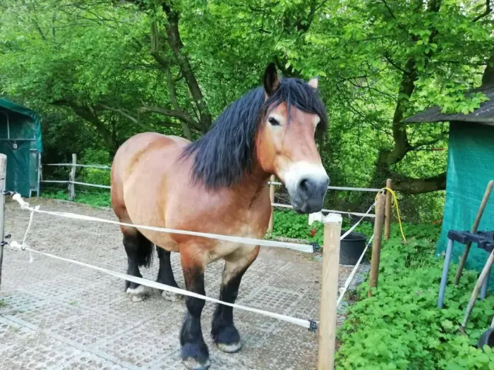 TM Stable 22